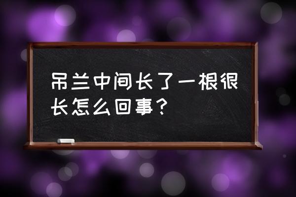 吊兰花剑太肯长了怎么办 吊兰中间长了一根很长怎么回事? 吊兰花剑太肯长了怎么办 吊兰中间长了一根很长怎么回事?
