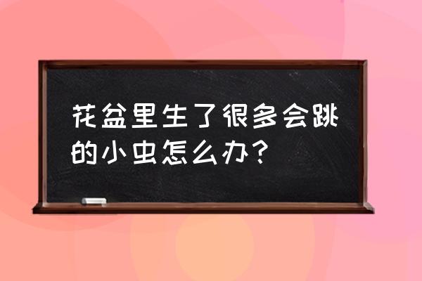 盆栽花卉有虫怎么治 花盆里生了很多会跳的小虫怎么办? 盆栽花卉有虫怎么治 花盆里生了很多会跳的小虫怎么办?