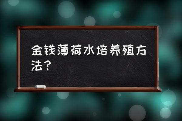 水培薄荷的养殖方法和注意事项 金钱薄荷水培养殖方法? 水培薄荷的养殖方法和注意事项 金钱薄荷水培养殖方法?