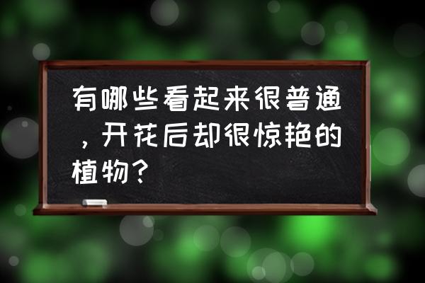 马缨丹怎么养才能爆盆 有哪些看起来很普通,开花后却很惊艳的植物? 马缨丹怎么养才能爆盆 有哪些看起来很普通,开花后却很惊艳的植物?