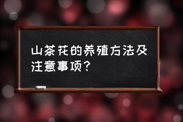 山茶花养殖小诀窍 山茶花的养殖方法及注意事项? 山茶花养殖小诀窍 山茶花的养殖方法及注意事项?