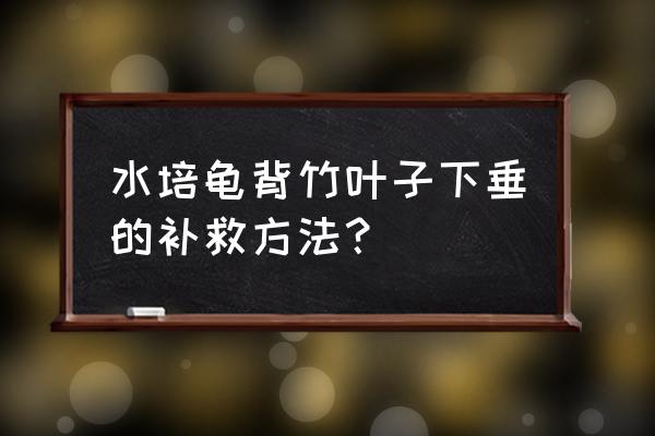 龟背竹的叶子卷曲耷拉是什么原因 水培龟背竹叶子下垂的补救方法? 龟背竹的叶子卷曲耷拉是什么原因 水培龟背竹叶子下垂的补救方法?
