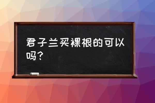 君子兰裸根苗的栽植方法 君子兰买裸根的可以吗? 君子兰裸根苗的栽植方法 君子兰买裸根的可以吗?