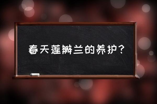莲瓣兰为什么难养 春天莲瓣兰的养护? 莲瓣兰为什么难养 春天莲瓣兰的养护?