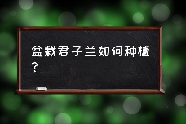 养盆景的正确方法 盆栽君子兰如何种植? 养盆景的正确方法 盆栽君子兰如何种植?