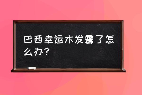 巴西幸运木哪头朝上 巴西幸运木发霉了怎么办? 巴西幸运木哪头朝上 巴西幸运木发霉了怎么办?