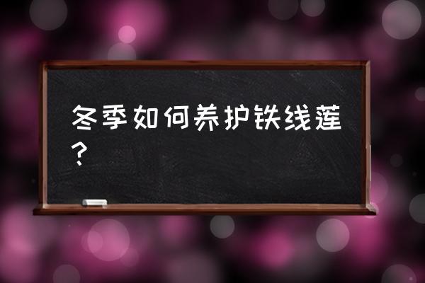 花毛茛冬天怎么养 冬季如何养护铁线莲? 花毛茛冬天怎么养 冬季如何养护铁线莲?